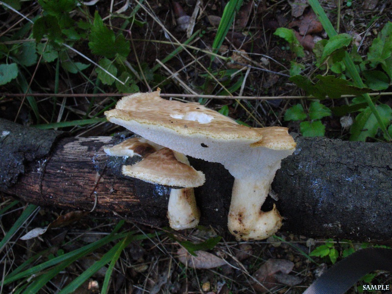 Polyporus tuberaster